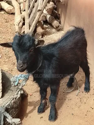 Matured Male Goat