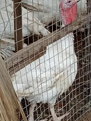 Big Foreign Live Turkey