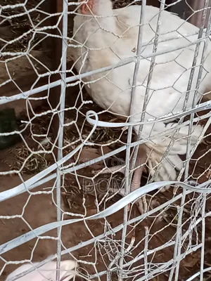 Big Foreign Live Turkey