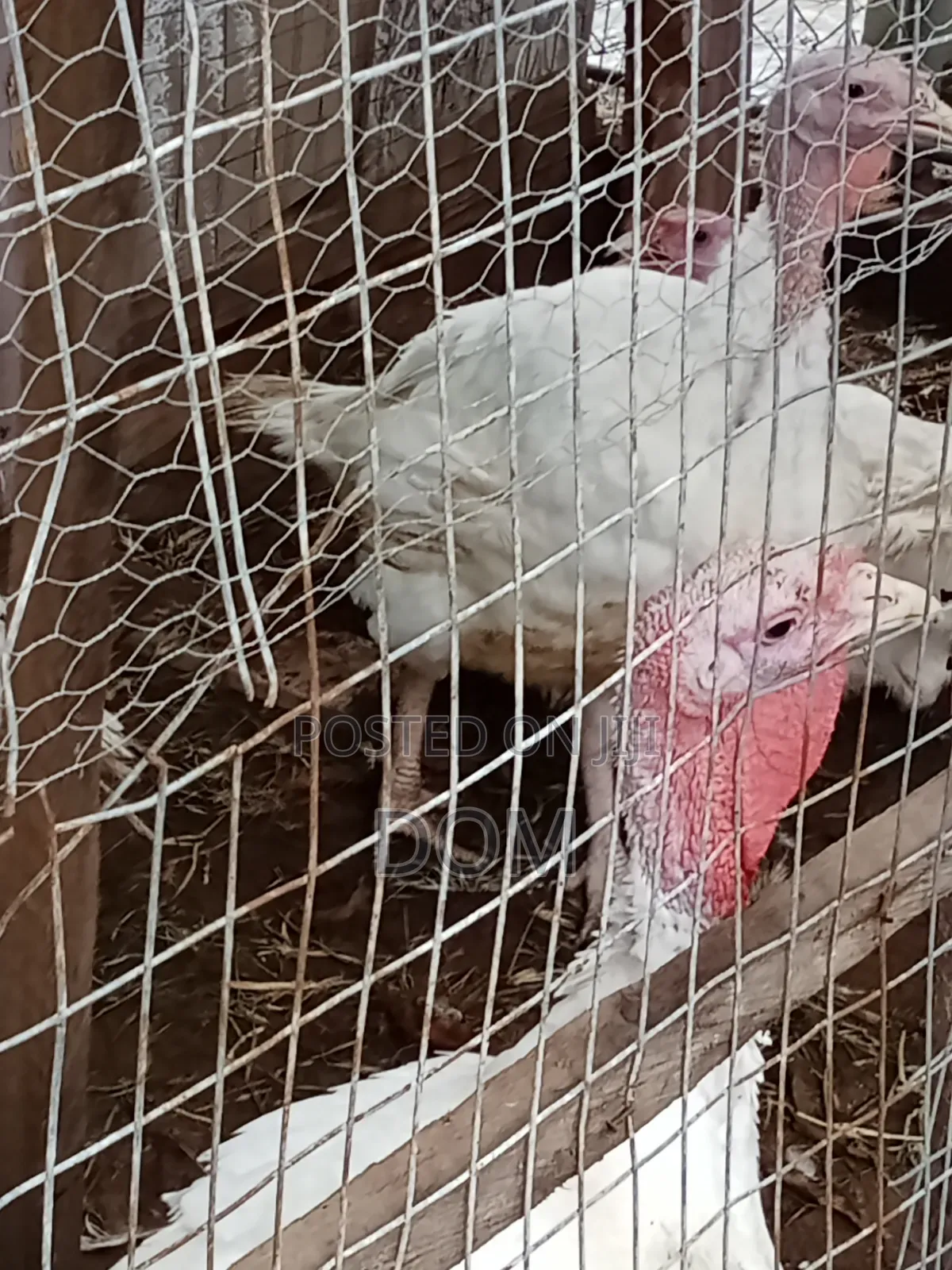Big Foreign Live Turkey