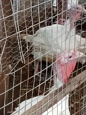 Big Foreign Live Turkey