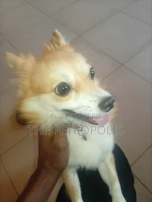 Adult Male Chihuahua