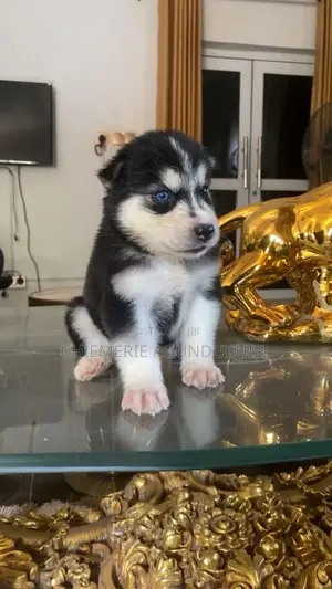 0-1 month Female Purebred Siberian Husky