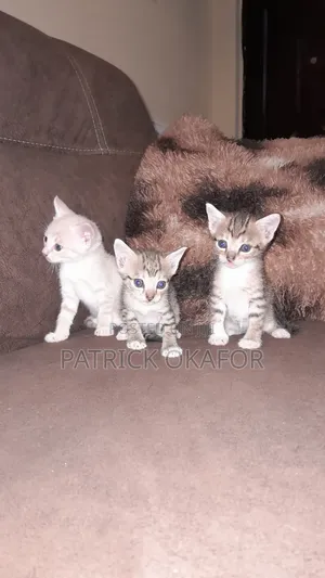 0-1 month Male Purebred Tabby