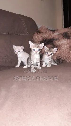 0-1 month Male Purebred Tabby