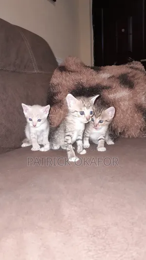 0-1 month Male Purebred Tabby