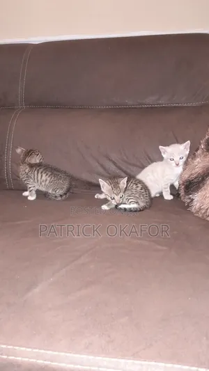 0-1 month Male Purebred Tabby
