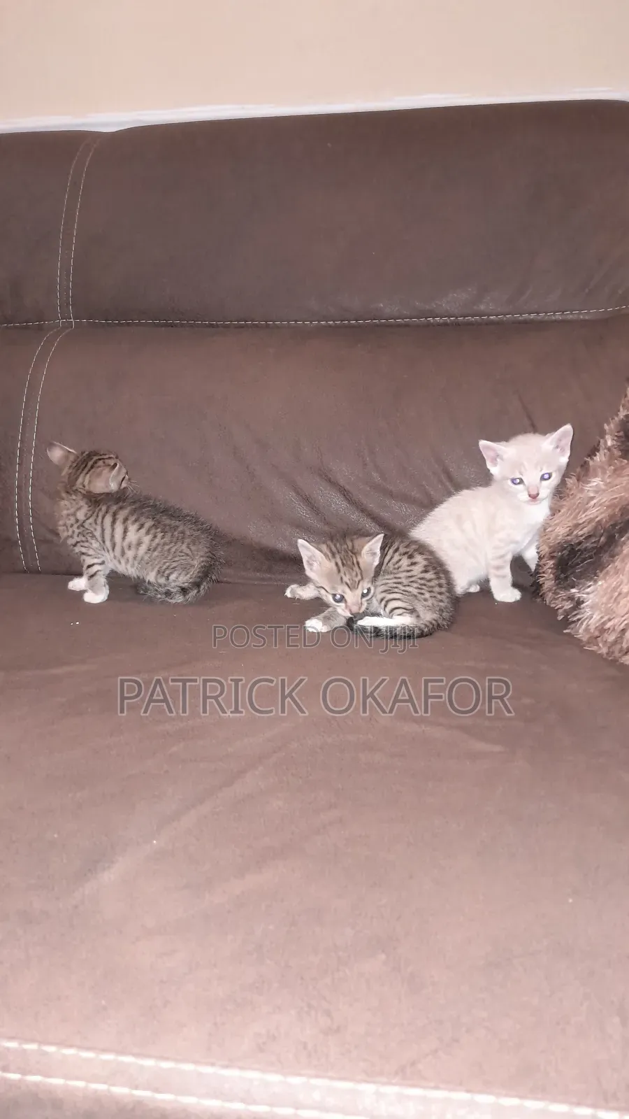 0-1 month Male Purebred Tabby