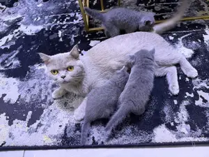 1-3 months Male Purebred British Shorthair