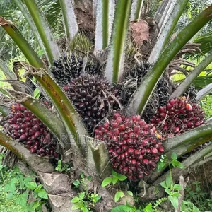Own Palm Plantations in Acres