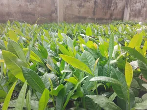 Improved Cashew Seedlings