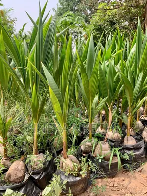 Green Coconuts