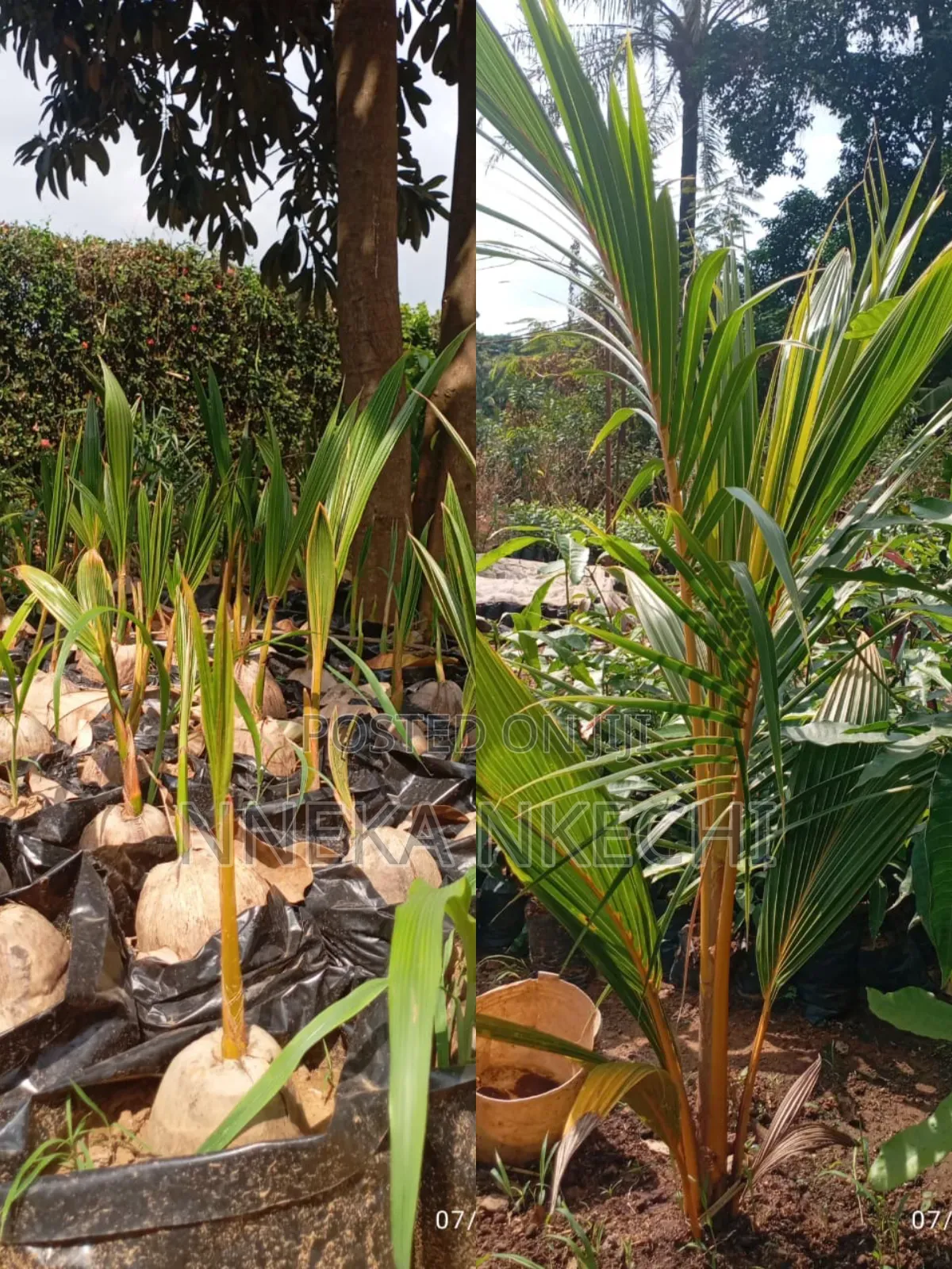 Yellow Coconut