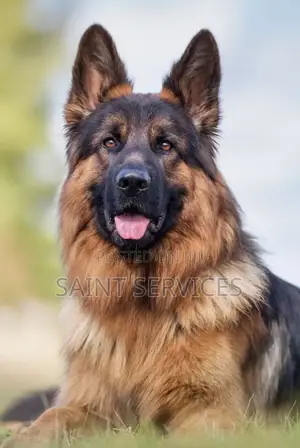 1-3 months Female Purebred Dog