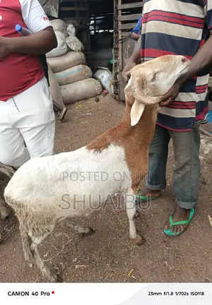 Life Goats Rams and Cows Cheaper
