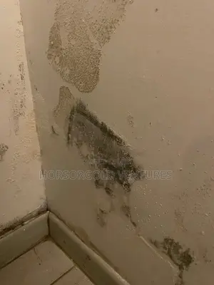 Damp and Paint Defects