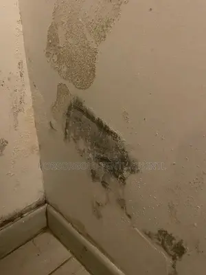 Damp and Paint Defects