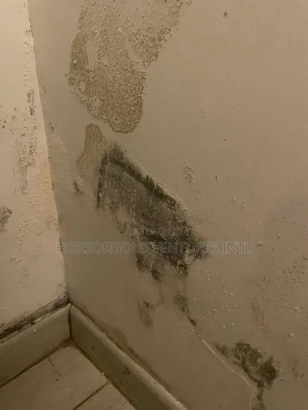 Damp and Paint Defects