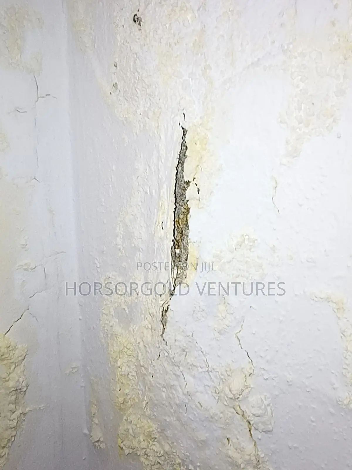 Damp and Paint Defects