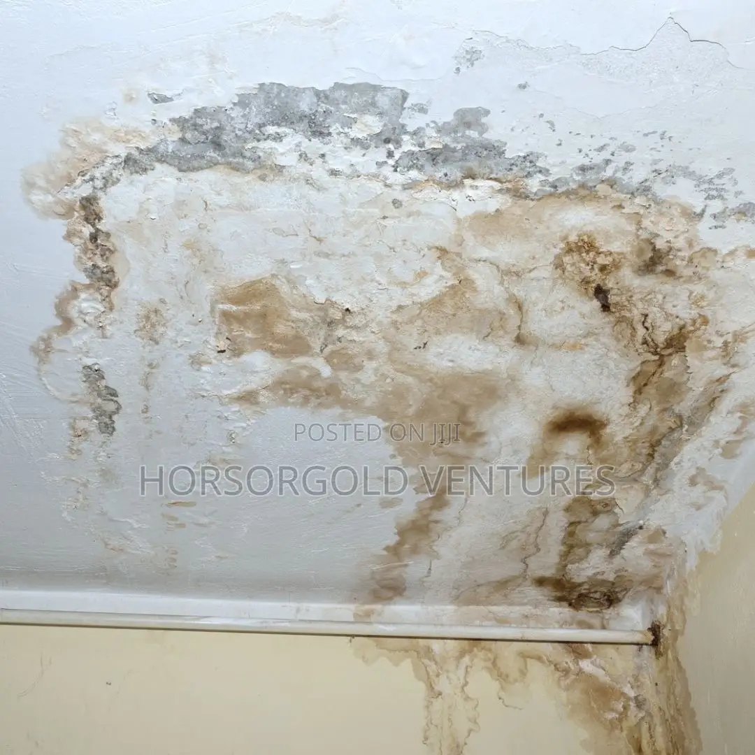 Damp and Paint Defects