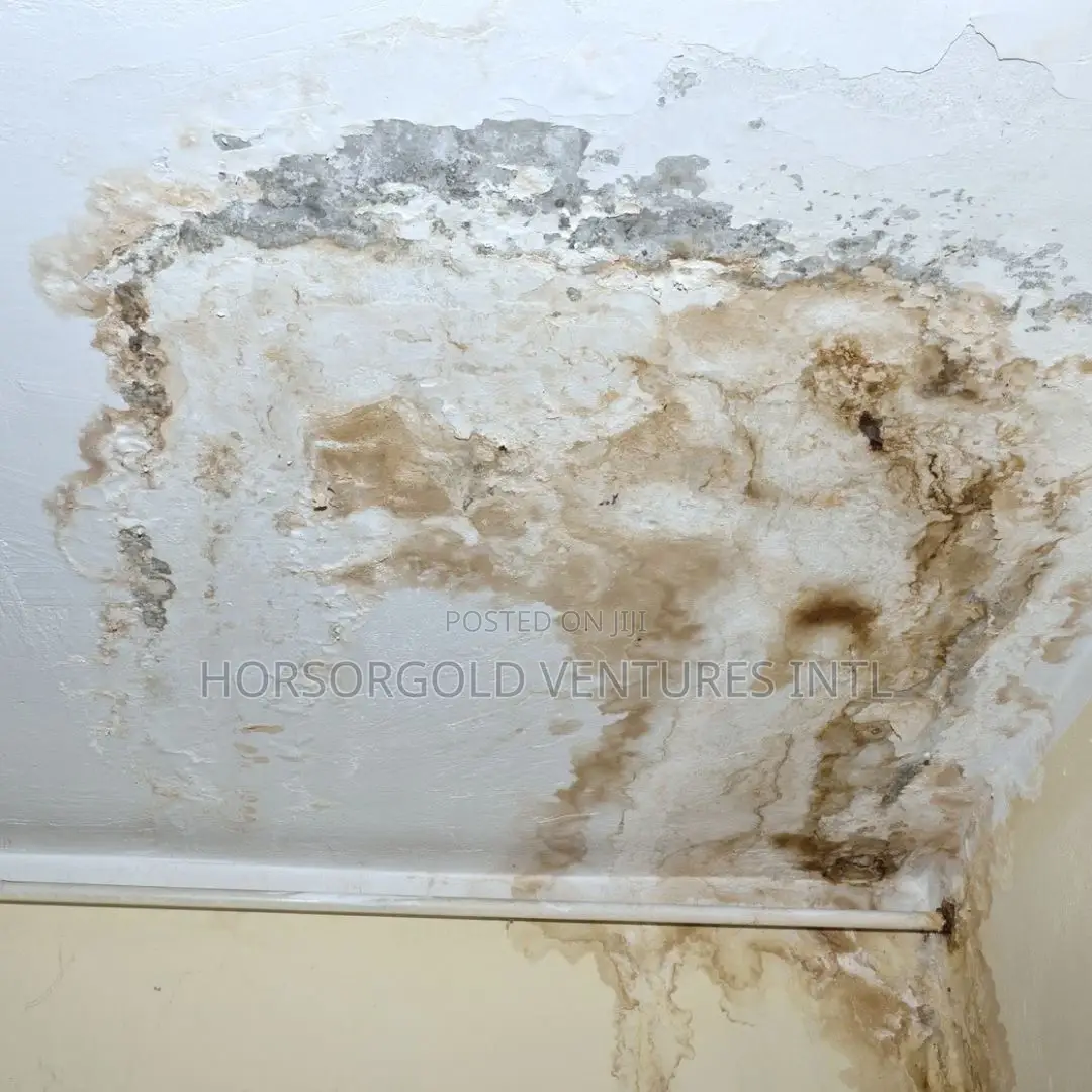 Damp and Paint Defects