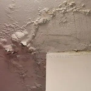 Damp and Paint Defects