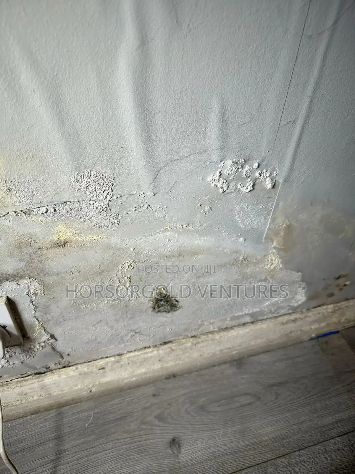 Damp and Paint Defects