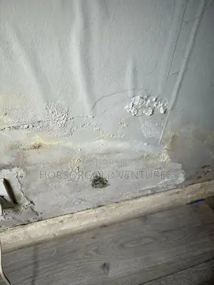 Damp and Paint Defects