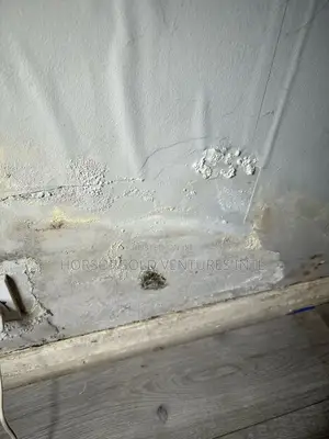 Damp and Paint Defects