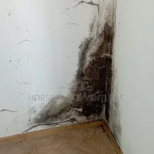 Damp and Paint Defects