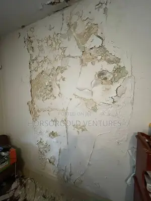 Damp and Paint Defects