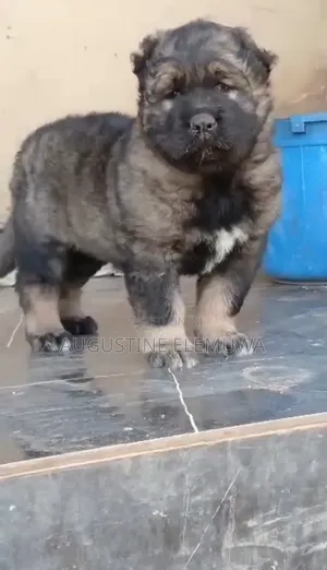 1-3 months Male Purebred Caucasian Shepherd