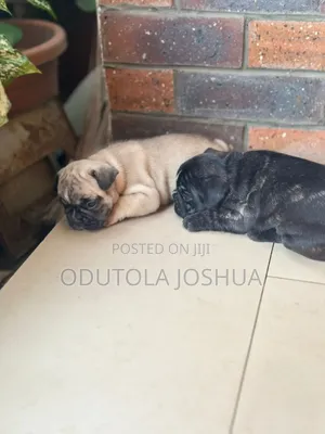 1-3 months Female Purebred French Bulldog