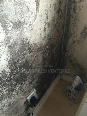 Wall Defects Remedy