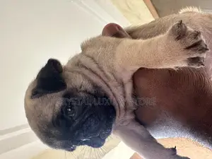 1-3 months Female Purebred Pug