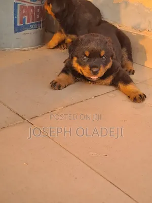 1-3 months Female Purebred Rottweiler