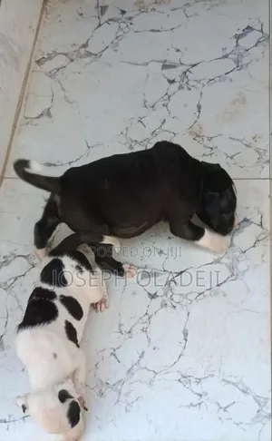 1-3 months Female Purebred American Pit Bull Terrier