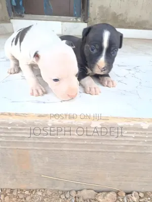 1-3 months Female Purebred American Pit Bull Terrier