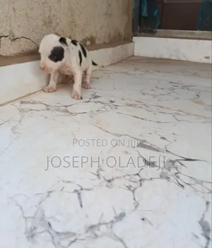 1-3 months Female Purebred American Pit Bull Terrier