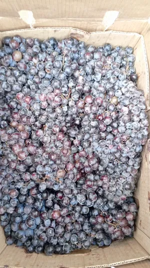 Fresh Grapes