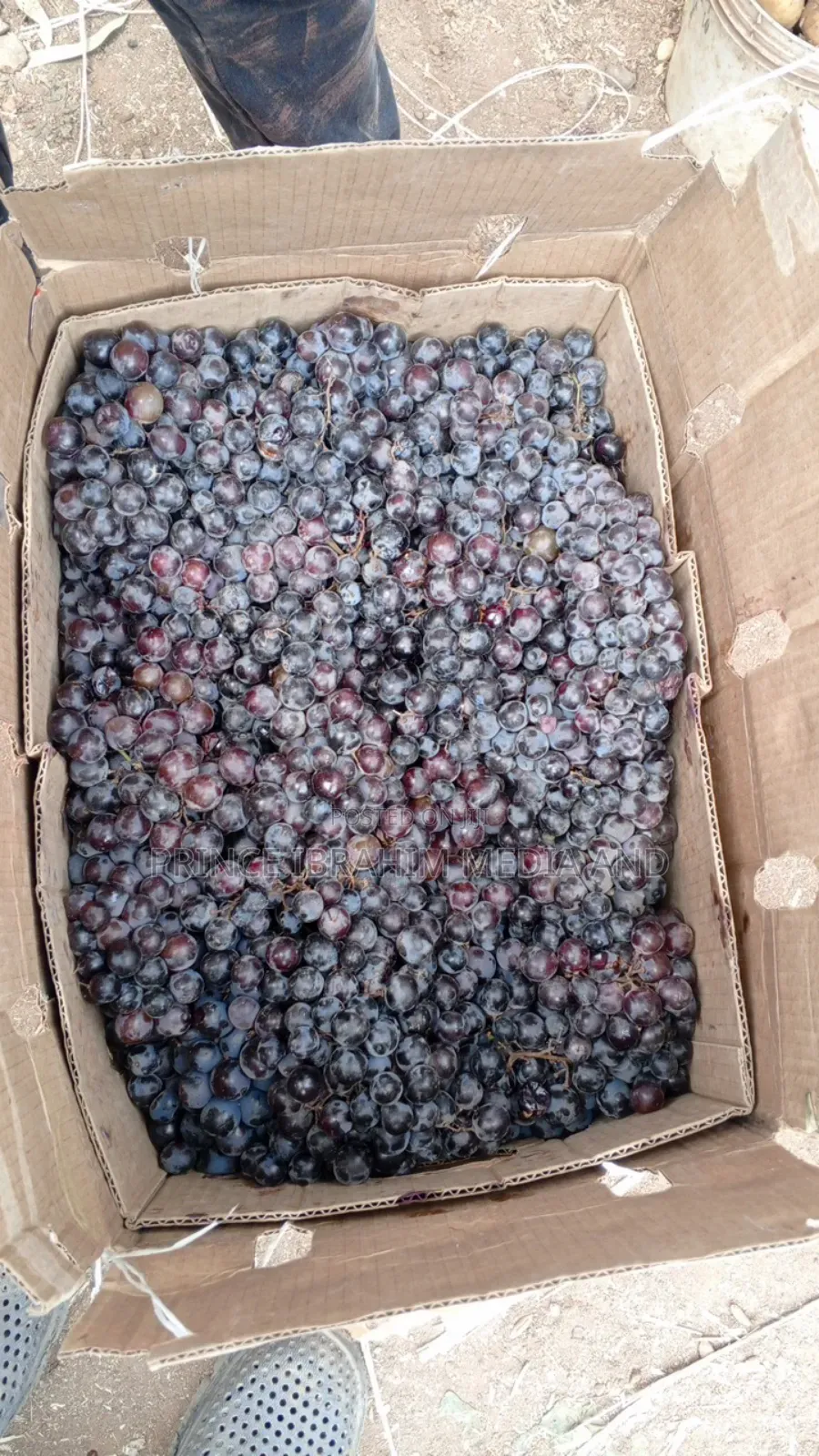 Fresh Grapes