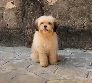 0-1 month Female Purebred Lhasa Apso