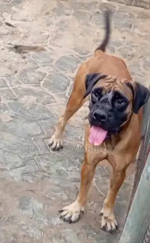 0-1 month Female Purebred Boerboel