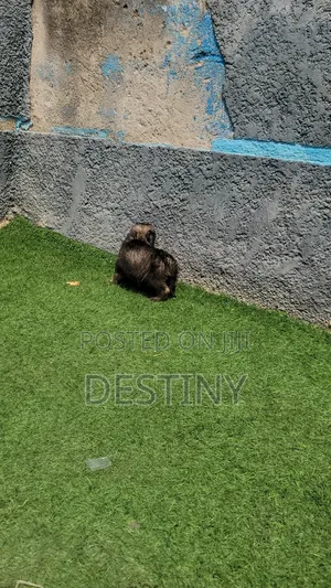 1-3 months Male Purebred Caucasian Shepherd
