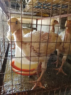 5 Weeks(Foreign Turkeys) Imported