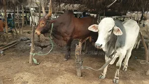 Cow Slaughter Kg/Slot