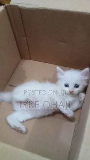 1-3 months Female Purebred Persian