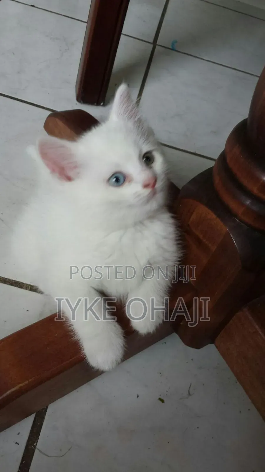1-3 months Female Purebred Persian