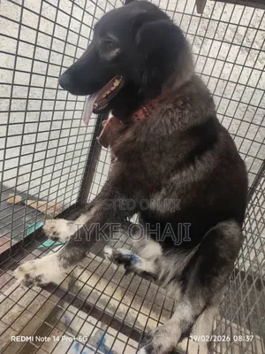 1+ year Female Purebred Caucasian Shepherd