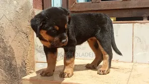1-3 months Female Purebred Rottweiler